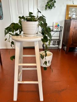 Philodendron