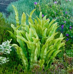 Hart’s Tongue Ferns