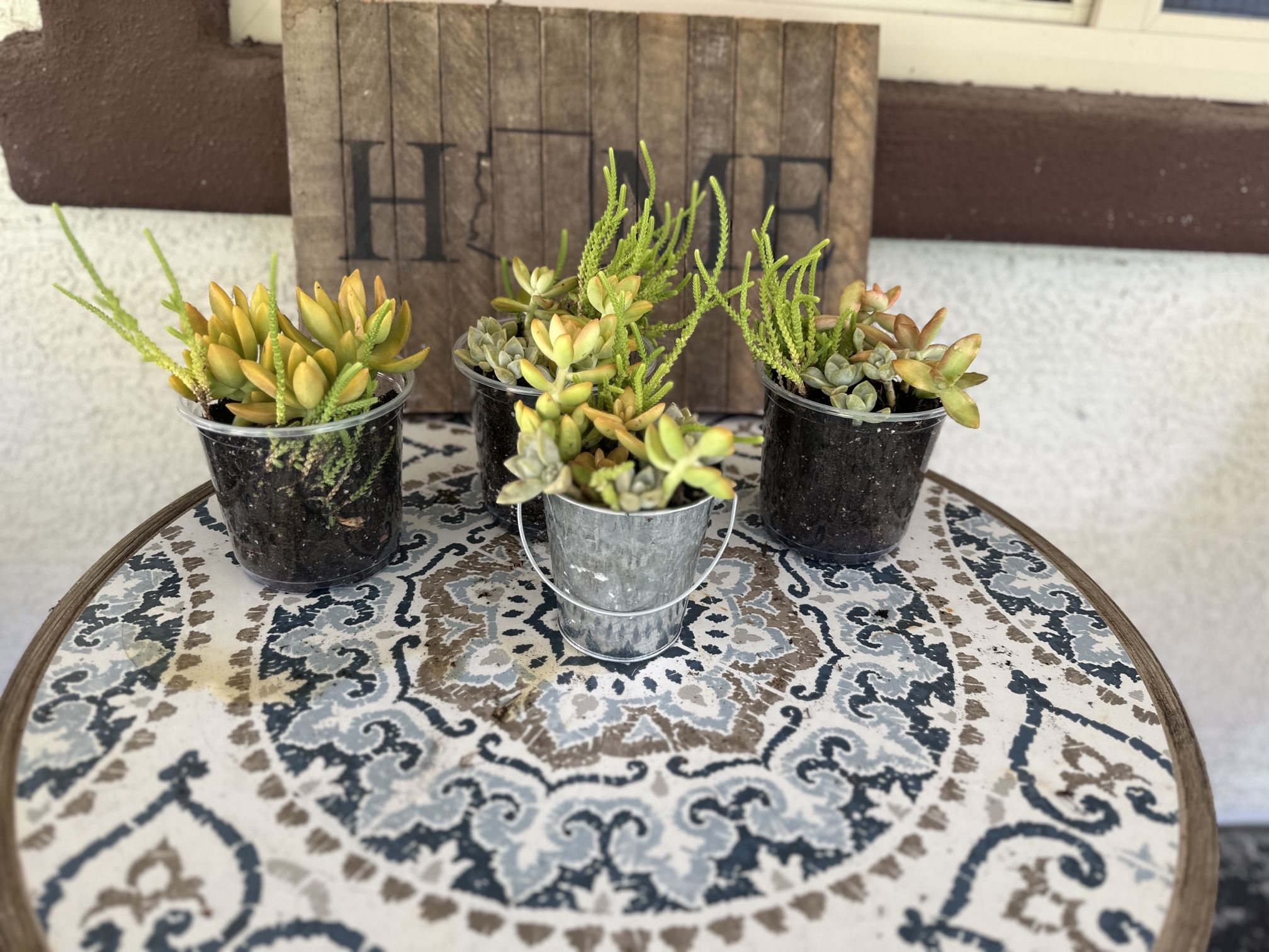 Succulent mix