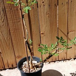 Boswelllia Sacra (Frankincense) tree