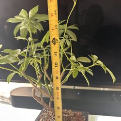 Hawaiian Umbrella Bonsai