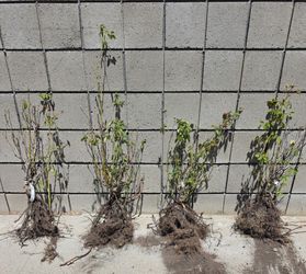 Free Icecap - "Meiradena" White Rose Bush