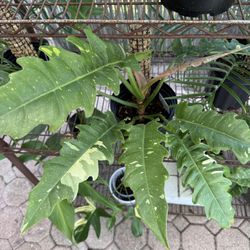 Philodendron Ring of Fire - Rare Tropical Houseplant - 1 gal pot 