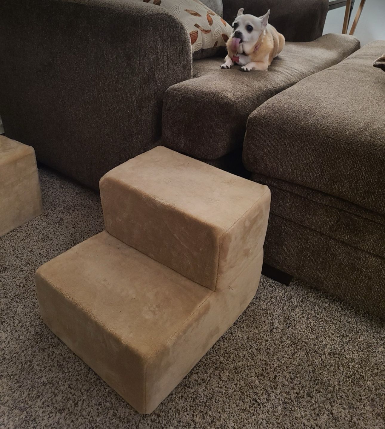 X small Pet Steps