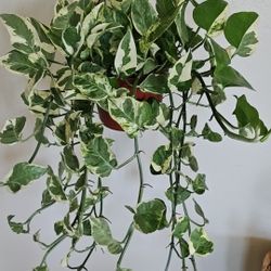 6" Pothos 'N'Joy' ONLY ONE AVAILABLE