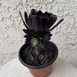 4 Inch Pot - Succulent Plant - Aeonium Firecracker - Rooted & Established Plant - Drought Resistant - 🪴