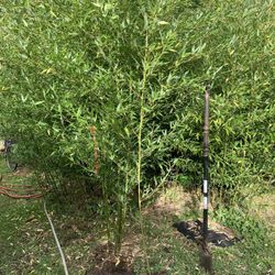 bissetii bamboo 
