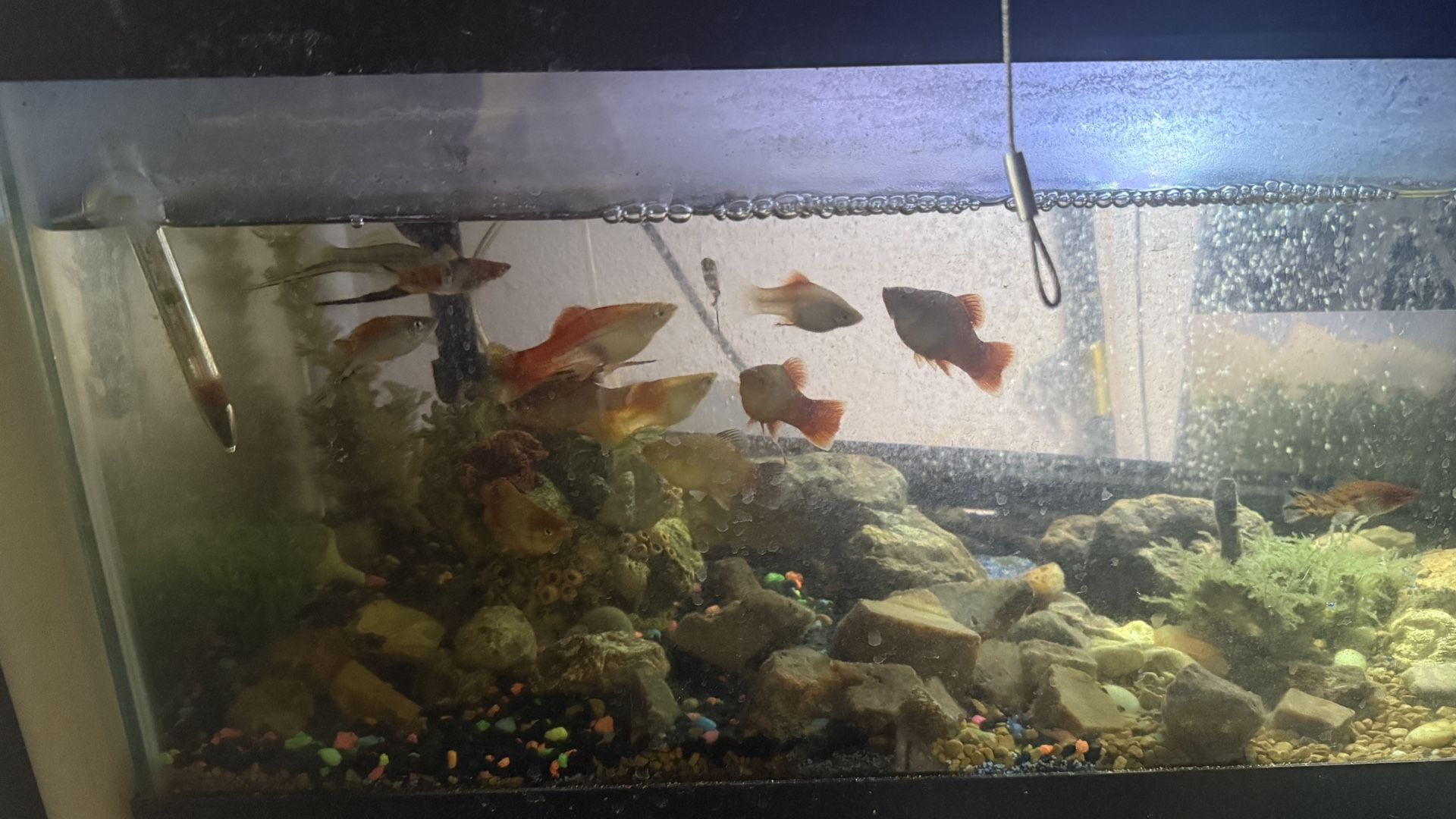 Aquarium
