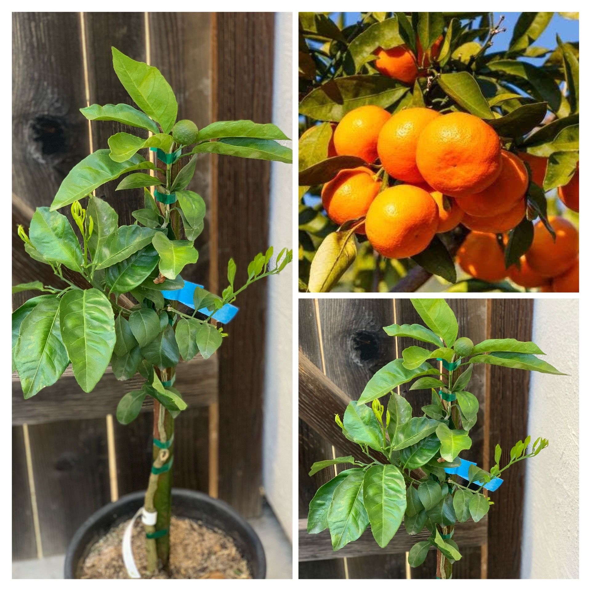 Fruiting Owari Satsuma Mandarin Semi Dwarf Grafted Fruit Tree Non GMO 5 Gallon Nursery Pot Live Plant Cash only Pick up in North San Jose, By appoin