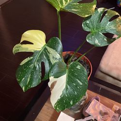 Awesome Thai Constellation Monstera 