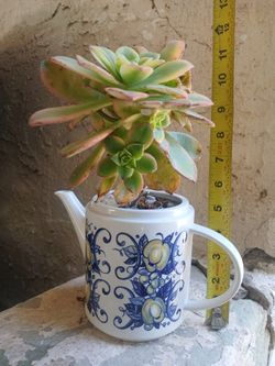 Aeonium 'Blushing Beauty Plant & Pot $10