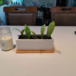 Baby Snake Plants In Pearl White And Bamboo Pot