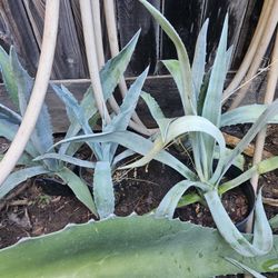 2 Takl Avaves.  Joy Ib Pot.  Mus Be Planted.  Make An Offer 