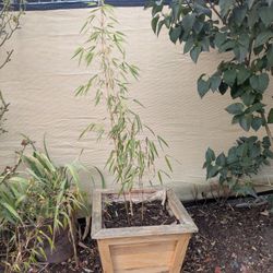 Bamboo Plant