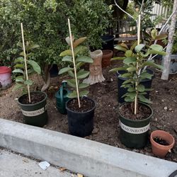 Pink Guayaba Trees 