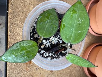 Hoya verticillata black margin starter