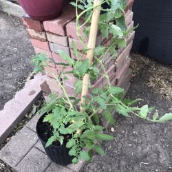 Plantas De Tomate Y Fresas 🍓 Tomate 🍅 