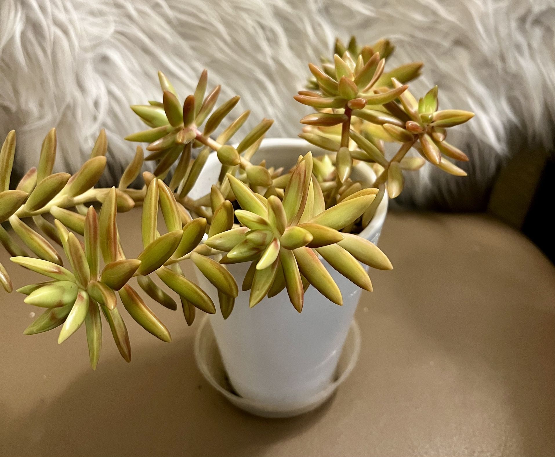 Succulent houseplant, green and orange/red
