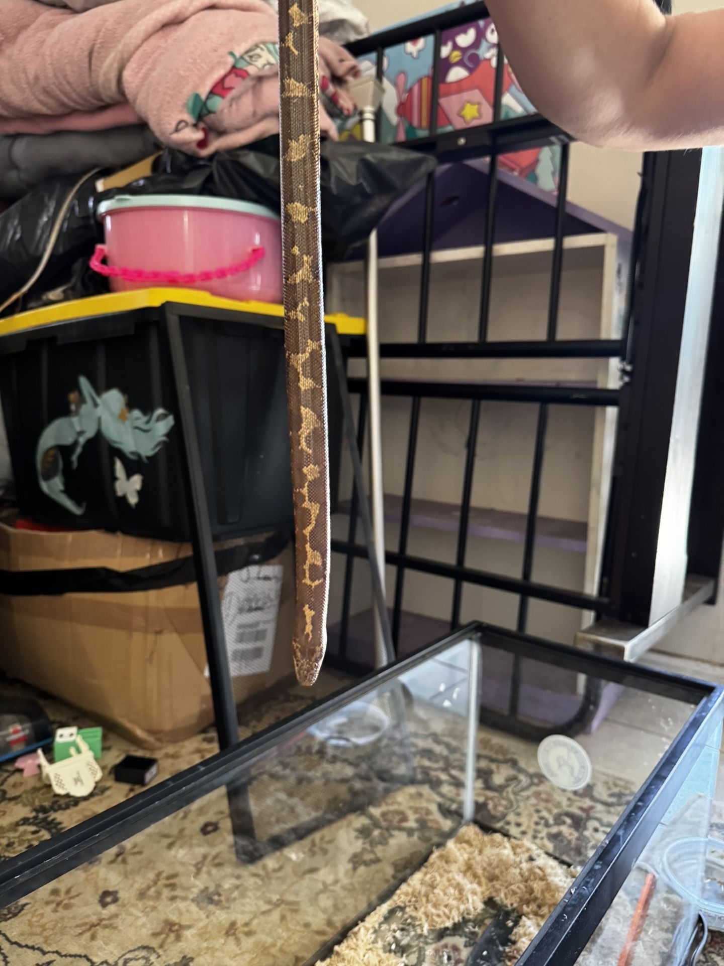 Kenya sand boa snake 