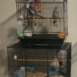 Cockatails