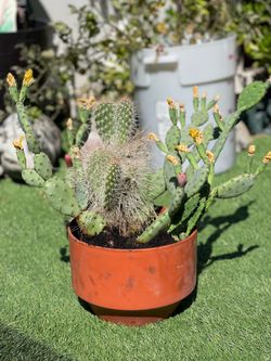 Cactus