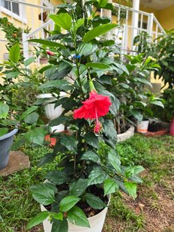 Hibiscus