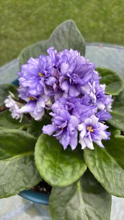Violeta africana marida morada con blanco