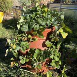 Ceramic Terra Cotta Strawberry Pot With Variety Strawberry Plants