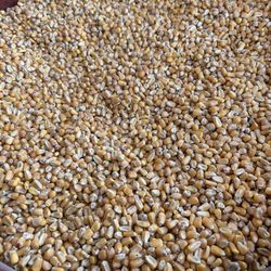 Yellow Corn Feed