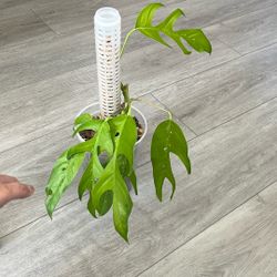 Mature Epipremnum Lemon Lime