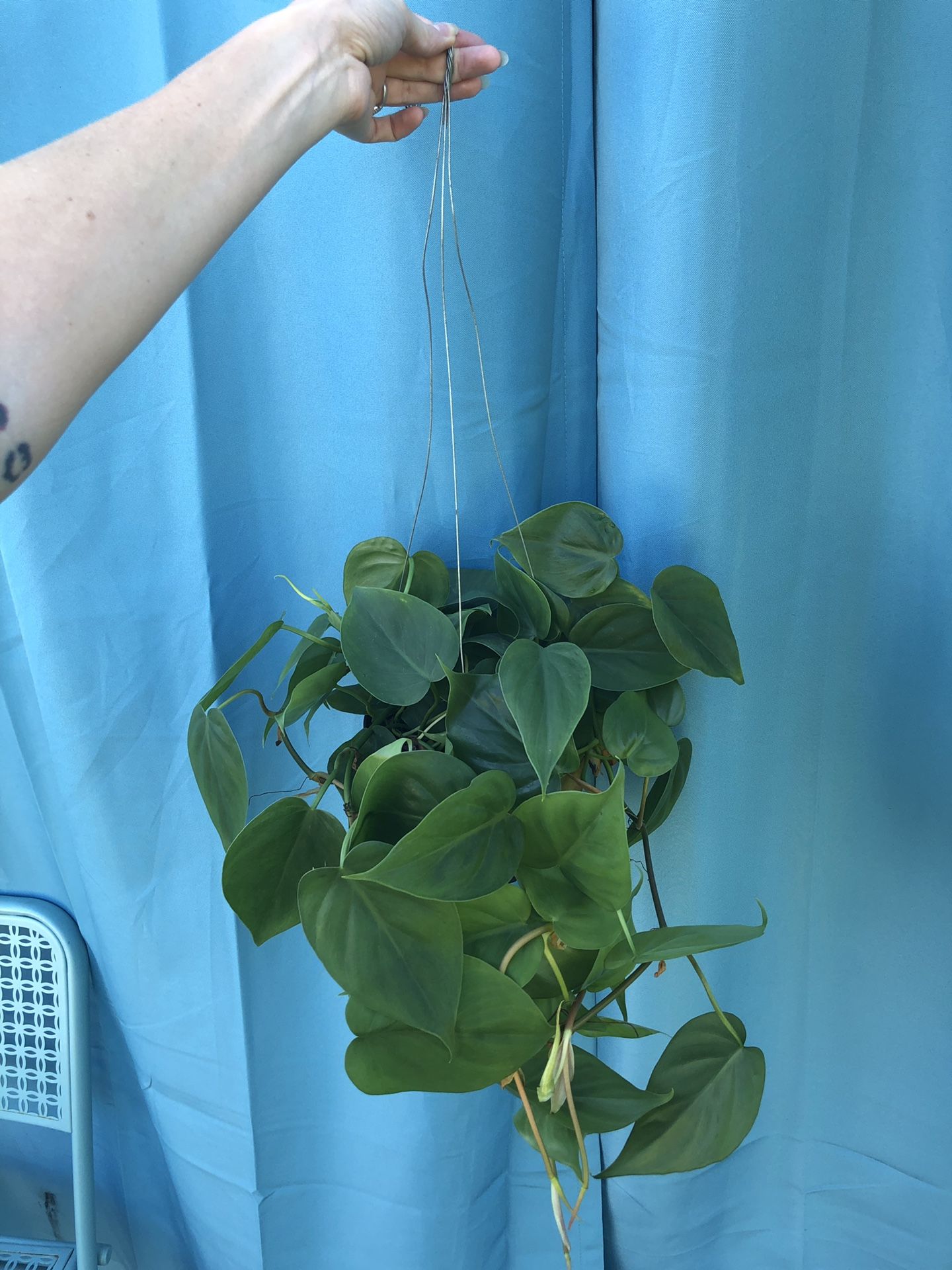 Hanging Heart Leaf Philodendron