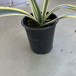 Agave Anericana Plant 