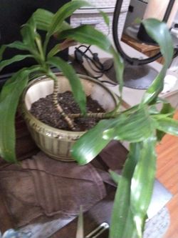 Plant