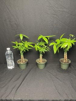 Rare Mini Money Trees-($20 each)