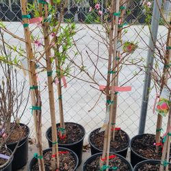 Duraznos Grafted 5gallon Tree Sweet Peach Fruts 