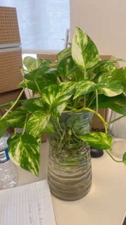 Free plant but not the vase