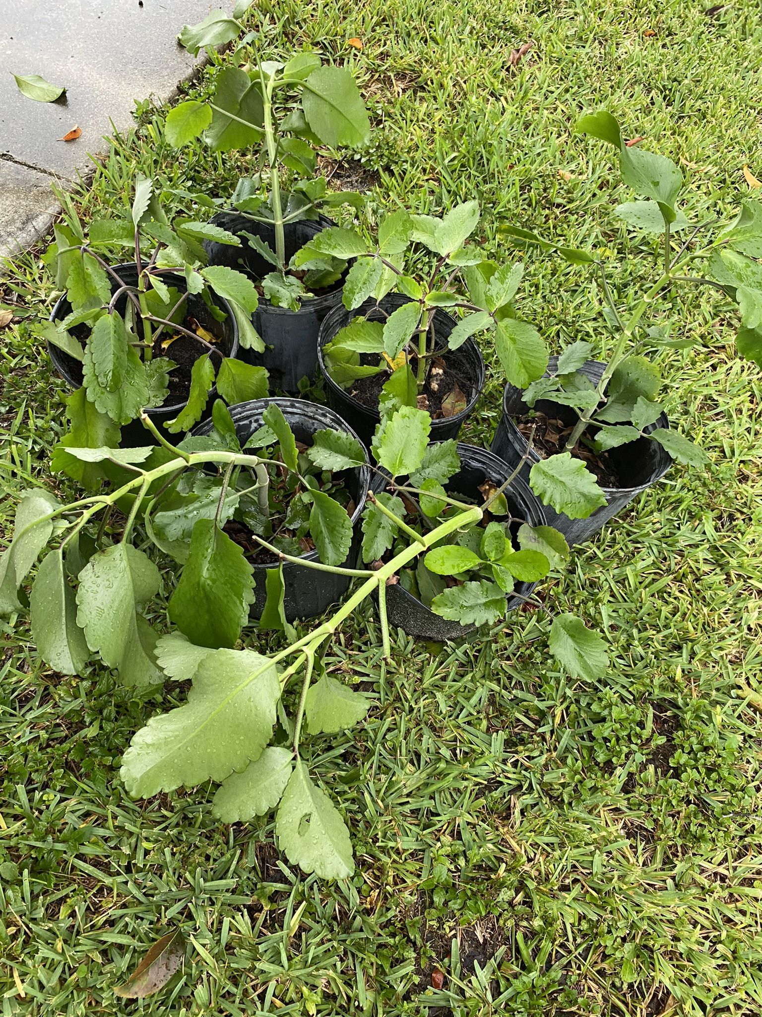 Leaf Of Life Plant