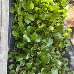 Water Hydrencia Pond Plants