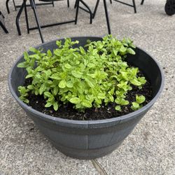 Peppermint Plant 