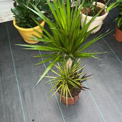 Dracena Marginata Mixed 8 Inch Pot