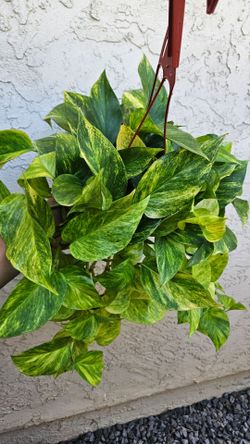 6" Pothos 'Neon Queen'