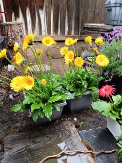 Gerbera. Marigolds. Lupine