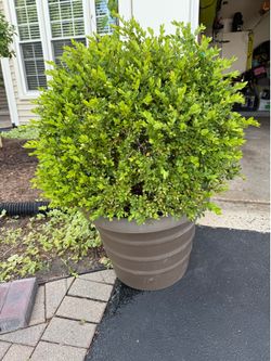 2 Large Potted Boxwoods