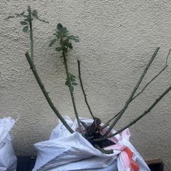 Pink Climbing Rose Bare Root