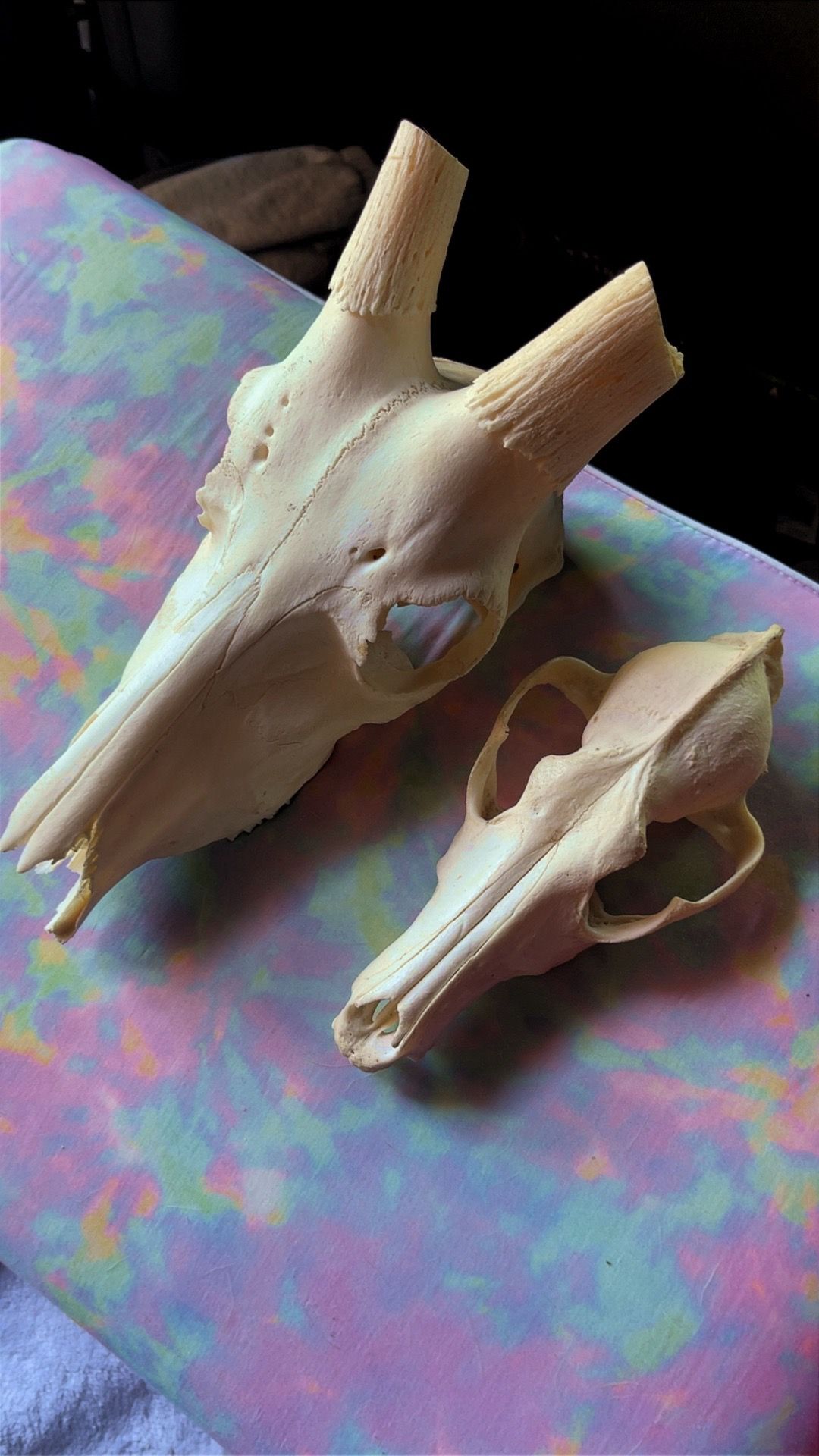Antelope/Coyote skull