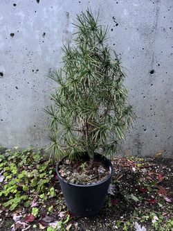 Sciadopitys - Japanese Umbrella Pine