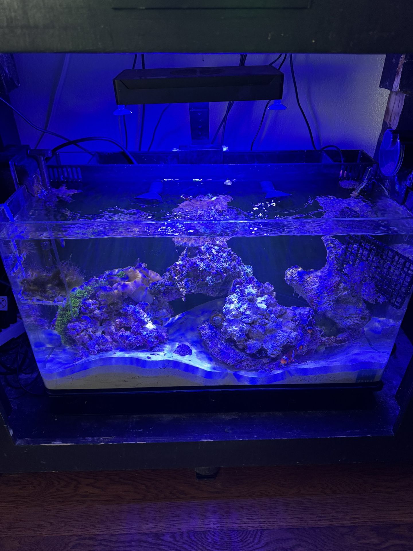 IM Aio Saltwater Tank