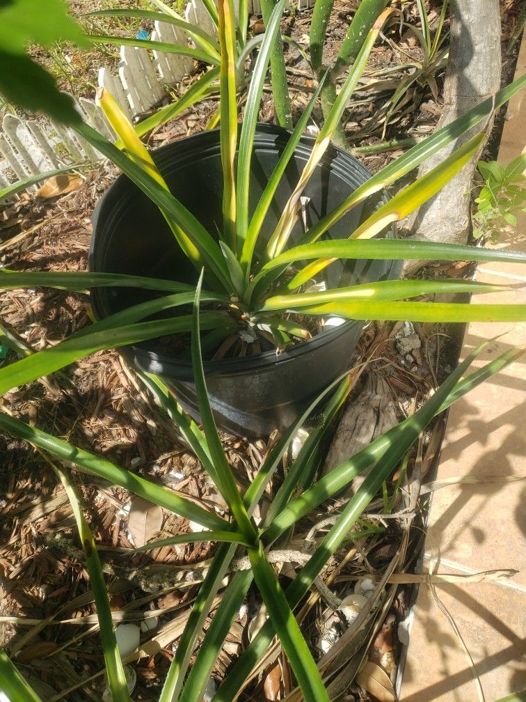 Pineapple Plant In Pot .