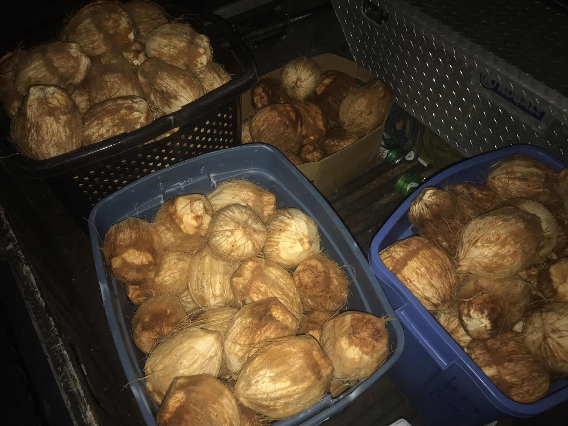 YOUNG PEELED SWEET COCONUTS