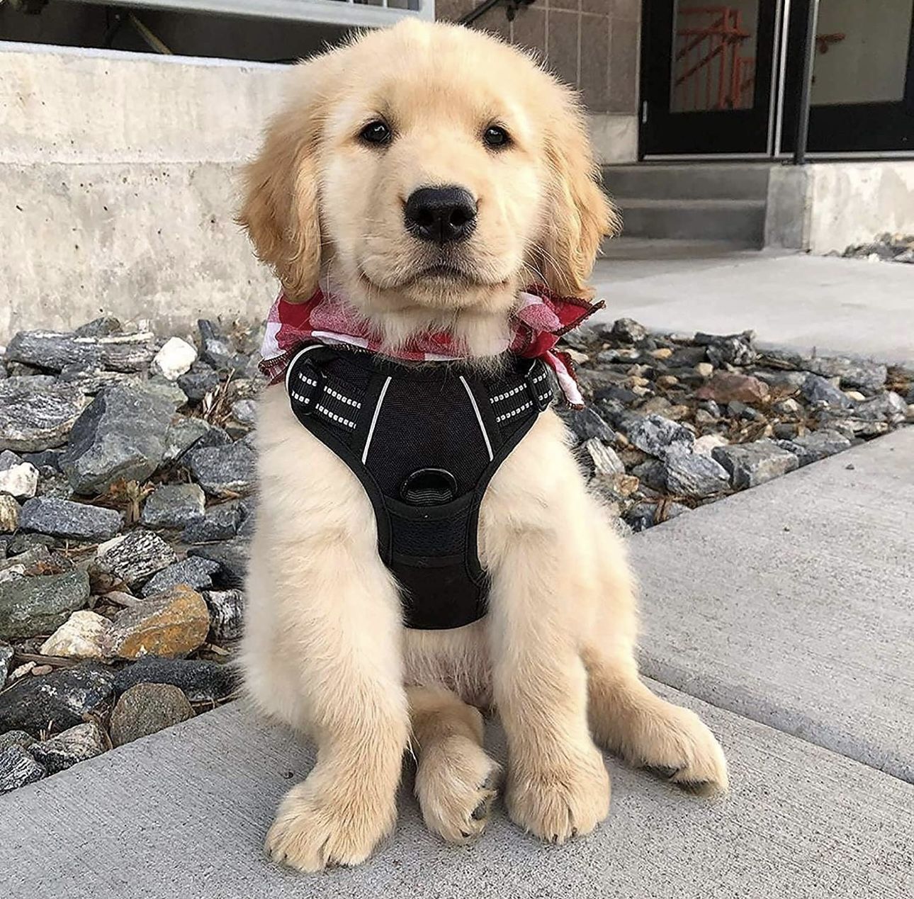 Dog Harness With Leash Clips For Small Dog